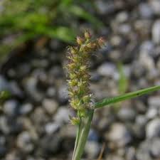 Image result for Cenchrus