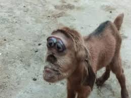 هل فعلا تصاب كل السيدات الحوامل بالم في اسفل البطن والظهر. Ù…ØµØ± Ù…ÙˆÙ„ÙˆØ¯ Ù…Ø§Ø¹Ø² Ø¨Ø±Ø£Ø³ ÙŠØ´Ø¨Ù‡ Ø§Ù„Ù‚Ø±Ø¯ ÙŠØ®ÙŠÙ Ø§Ù„Ù‚Ø±ÙˆÙŠÙŠÙ† Ù…Ù‚Ø§Ù„Ø§Øª Ø§Ù„ÙŠÙˆÙ… News Tn