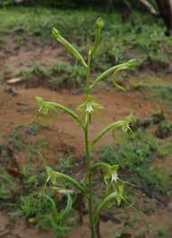 Image result for Habenaria schimperiana
