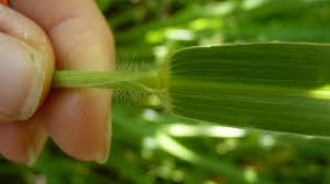 Image result for Urochloa brizantha