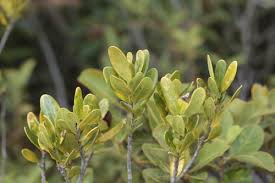 Image result for Tarenna junodii