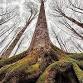 If Trees Could Talk: Guided Hike