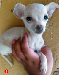 Apple Head Teacup Black Chihuahua Applehead Teacup Chihuahua Puppies Stockton Puppies For Sale Chihuahua Puppies Mini Puppies Baby Chihuahua