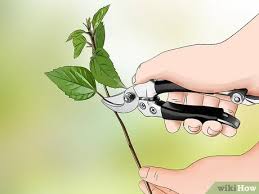 Maybe you would like to learn more about one of these? How To Propagate Hibiscus With Pictures Wikihow