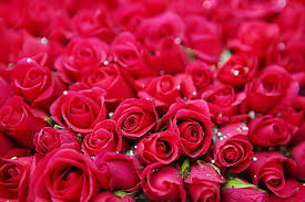 We did not find results for: Hd Wallpaper Dallie Flower Pink Green Party Luck Hobby Creative Love Wallpaper Flare