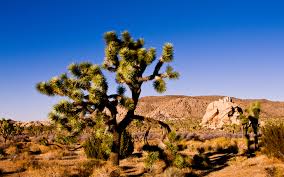 Check spelling or type a new query. Joshua Tree Nationalpark Hd Wallpaper Hintergrund 1920x1200
