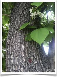 Western Catalpa Tree Water Wise Plants Fall Plants Tree