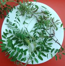 Image result for Indigofera drepanocarpa