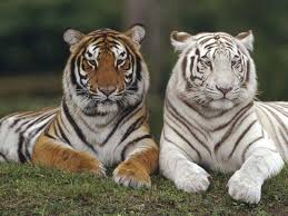 I had a dream last night that i had 2 white bengal tiger cubs. Baby White Tiger Wallpapers Wallpaper Cave