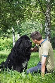 Devoted friends pet cremation specializes in and provides pet cremation services within the o'fallon and metro east community. Pet Burial And Cremation In Denver Caring Pathways