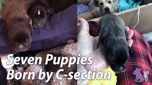 Where is happy tails puppies located. Happy Tail Kara And Her Labor Of Love A R F Animal Rescue Foundation
