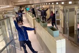 Less than 1% of the animals that are rescued from the streets and temporarily placed into an animal shelter have some form of i.d. Video Shows Animal Shelter Empty After All Pets Were Adopted Amid Coronavirus The Independent The Independent