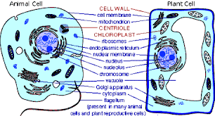 Onion cell mitosis worksheet answer key. 2