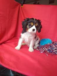 Please contact us for our availability and information on future litters! Cavalier King Charles Spaniel Puppies For Sale Dunbar Pa 326101