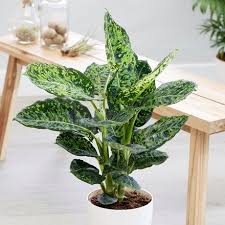 Pin By Esterlyn Pacolor On Dieffenbachia In 2020 Plants Buy Indoor Plants Hanging Plants Indoor