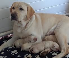 English labrador retriever puppies for all purposes. Rare Pearl English Labradors Home