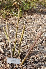 After the first killing frost, trim longer stems to keep them from snapping in winter storms. Dennis Patton It S Time To Think About Pruning Knock Out Roses And Here S How The Kansas City Star