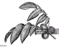 Image result for Juglandaceae