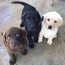 Epingle Sur Eduquer Votre Chiot