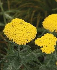 Drought resistant/drought tolerant plant (xeric). Achillea Filipendula Coronation Gold Yarrow From Moose Crossing Garden Center