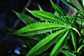 Here, you can see the main points of market research and application processes before. 73 Dispensaries Can Now Sell Recreational Marijuana Here They Are Phoenix New Times