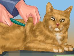 Maybe you would like to learn more about one of these? 3 Ways To Naturally Manage Diabetes In Cats Wikihow Pet
