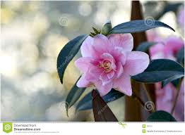 Place your order safely and securely through our online florist shop, and send a beautiful flower arrangement virtually anywhere in washington state. Spring Flower In Washington State Sponsored Ad Sponsored Spring Washington State Flower Spring Flowers Flowers Spring