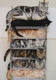Efficient Cat Storage Cats Crazy Cats Kittens