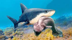 Cronulla sharks coach john morris has slammed the referees in sunday afternoon's bizarre clash with the parramatta eels, labelling some of the calls as confusing and ugly. Eel Vs Shark Big Battle Between The Two Strongest Species In The Ocean Shark Deadly Creatures Species