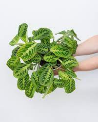 Maranta Aka Prayer Plant Named For The Way It Raises Its Leaves At Night These Beauties Love Bright Indirect Light Hu Plants Prayer Plant Plant Photography