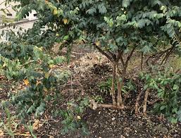 This is a determinate plant, with excellent resistance to verticillium wilt. To Prune Or Not To Prune Chinese Fringe Flower Uc Davis Arboretum And Public Garden