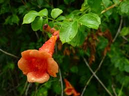 With attractive red and yellow flowers, the abutilon cannot decide if it is a climber or a standalone shrub. Trumpet Vine Sharons Florida
