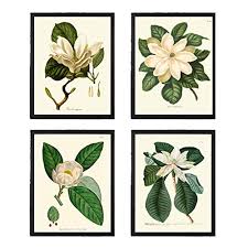 Great selection of spring flowering trees and shrubs at the garden center. Amazon Com Botanical Wall Art Magnolia Flower Print Set Of 4 Prints Antique Beautiful White Flowers Blooming Tree Spring Summer Nature Home Room Decor Wall Art Unframed Handmade