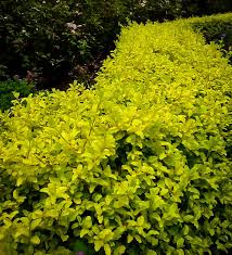 Evergreen shrub with a beautiful yellow foliage. Sunshine Privet Hedges For Sale Online The Tree Center