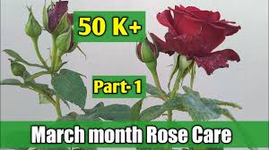 March month Rose Care || How to care rose plant in march month || Rose care  in summer season || - YouTube
