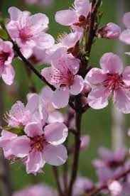 Pin On Cherry Tree Blossoms