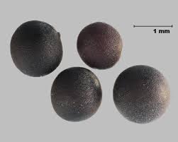 Image result for Sinapis arvensis