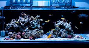Rimless Aquarium Club Page 15 Reef Central Online Community Coral Aquarium Saltwater Tank Aquarium