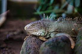 9 most endangered animals in indonesia. Animals In Bali Bird Park Animals Park Bali