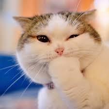 Image result for adorable cat