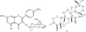 Image result for Caloncoba