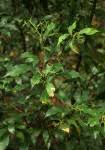 Image result for Synsepalum muelleri