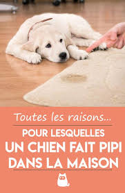 Mon Chien Fait Pipi Dans La Maison Causes Et Que Faire Chien Pipi De Chien Et Faire Pipi