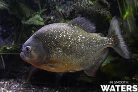 As i always state, this list isn't going to be perfect. Top 10 Marine Animals With The Strongest Bites In Smooth Waters