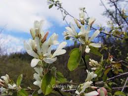 Image result for Amelanchier ovalis