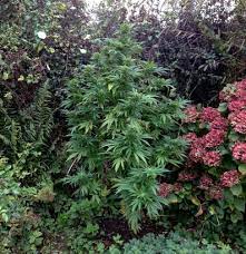 Wir denken ihn uns im wald, auf der wiese oder am feldrain, den dort beheimateten und von kennern und sammlern begehrten speisepilz. Die Besten Orte Um Cannabis Im Freien Outdoor Anzubauen Irierebel