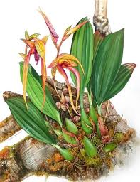 Image result for Bulbophyllum intertextum