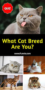 What Cat Breed Are You Personality Quiz What Cat Cat Breeds Cat Personalities