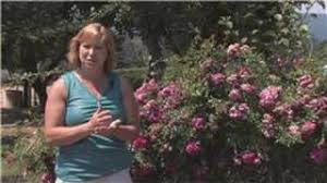 The price comes within your range, which makes it more of a worthy buying option. Rose Gardening How To Fertilize Double Knock Out Roses Youtube