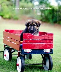The peach state, or georgia is located in the southeastern us and has many dogs and puppies for sale. Tye German Shepherds Beautiful German Shepherds Atlanta Georgia